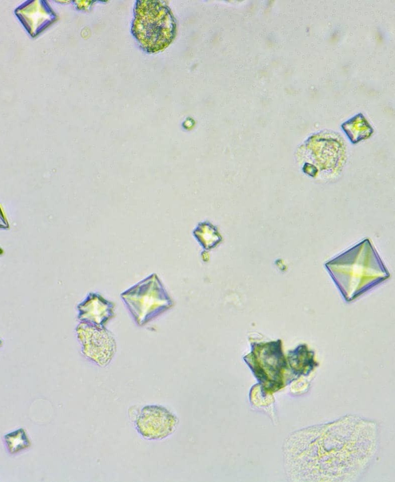 Анализ мочи, проведенный в лаборатории ветеринарной клинике "Лапа Помощи"