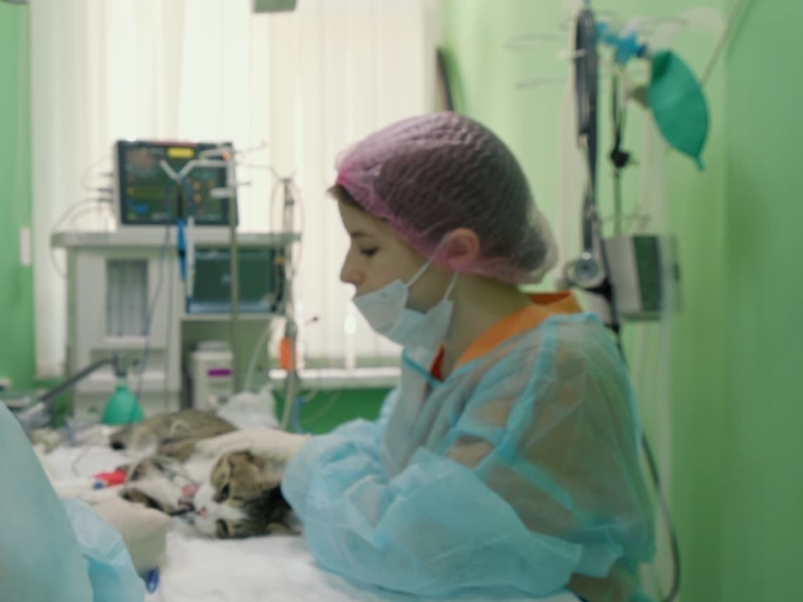 Кошка на операции в ветклинике Лапа Помощи Краснодар Фото выполнения операции хирургом ветеринарной клиники Лапа Помощи Краснодар