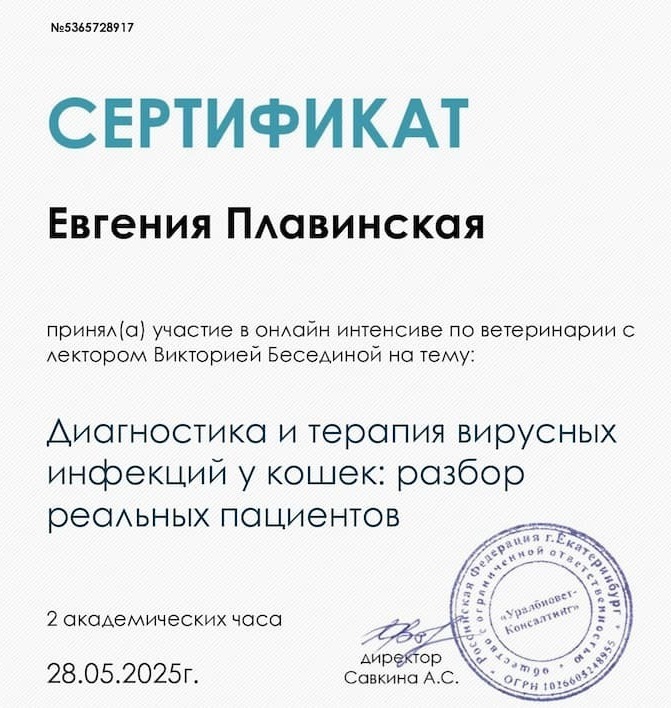 Диагностика и терапия вирусных инфекций у кошек: разбор реальных пациентов