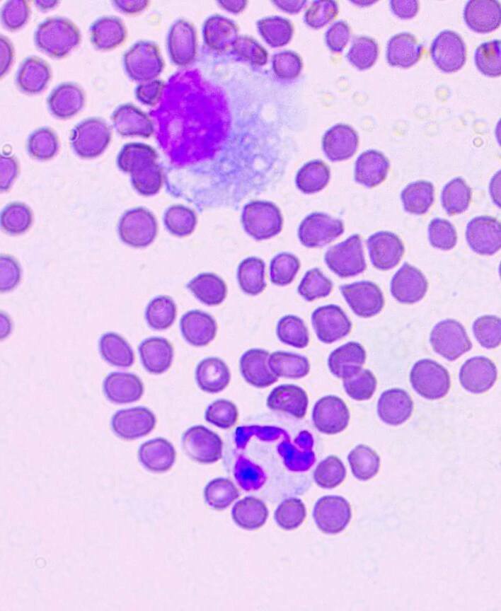 Анализ крови, проведенный в лаборатории ветеринарной клинике "Лапа Помощи"