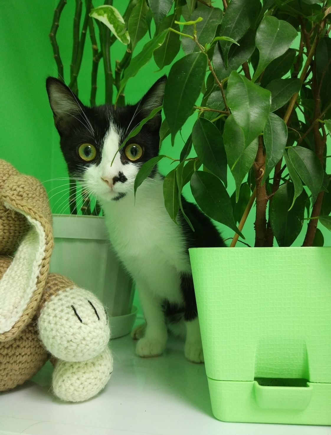 Кастрация кота в ветеринарной клинике Лапа Помощи Краснодар