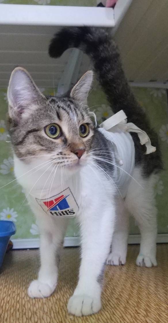 Стерилизация кошки в ветеринарной клинике Лапа Помощи Краснодар
