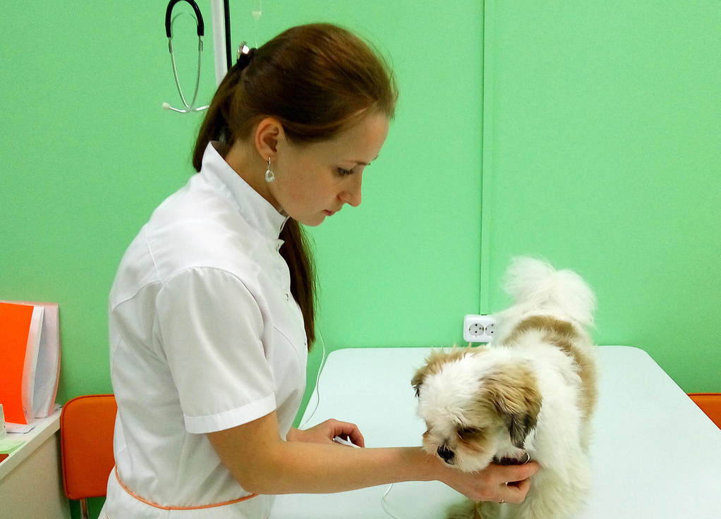 Осмотр собаки в ветеринарной клинике Лапа Помощи Краснодар