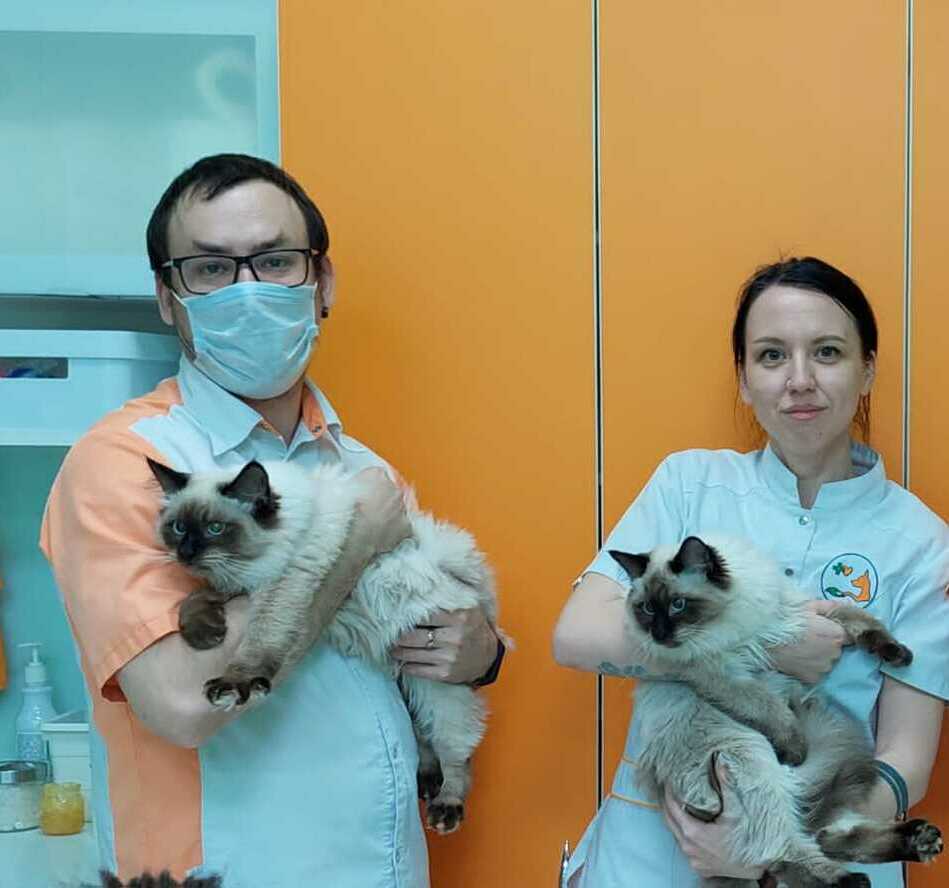 Фото вакцинации в ветеринарной клинике Лапа Помощи Краснодар