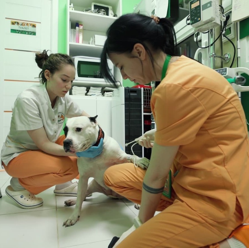 Лечение собаки в ветеринарной клинике "Лапа Помощи" Лечение собаки в ветеринарной клинике "Лапа Помощи"