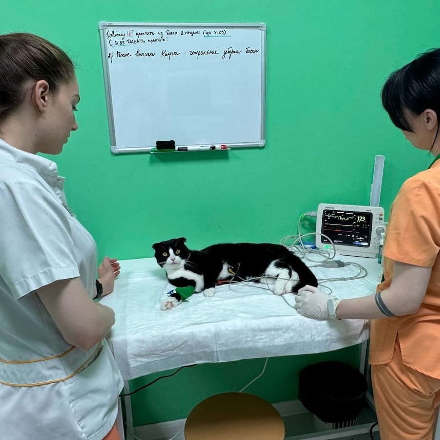 Лечение кота в ветеринарной клинике "Лапа Помощи" Лечение кота в ветеринарной клинике "Лапа Помощи"