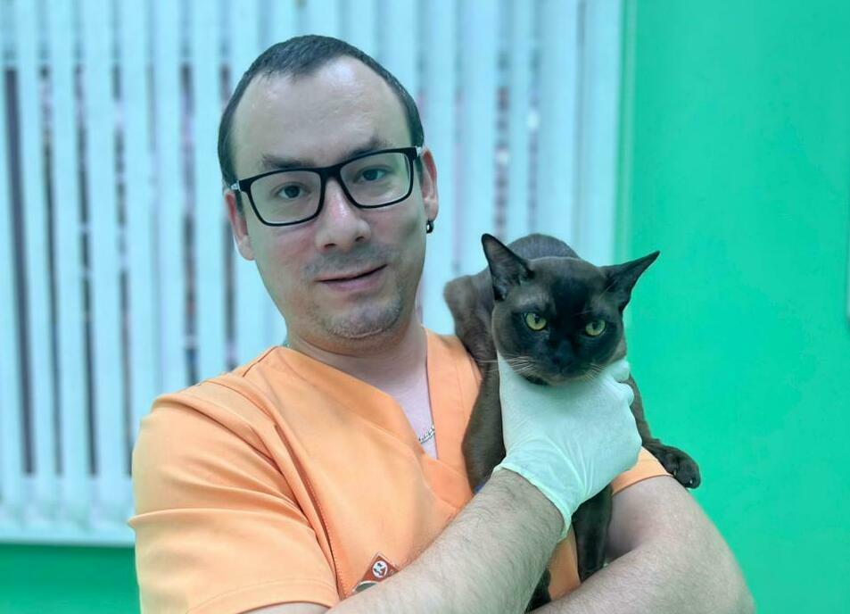 Работа специалистов ветклиники Лапа Помощи Краснодар Лечение кота в ветеринарной клинике Лапа Помощи Краснодар