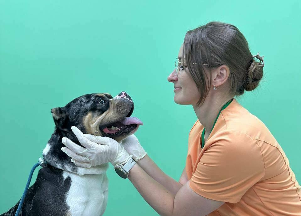 Первичный прием собаки в ветклинике Лапа Помощи Краснодар Осмотр собаки в ветеринарной клинике Лапа Помощи Краснодар