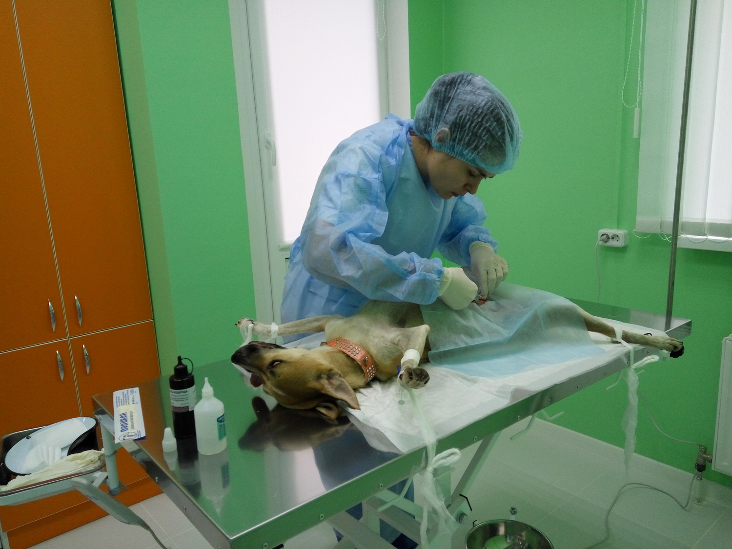 Фото выполнения операции хирургом ветеринарной клиники Лапа Помощи Краснодар