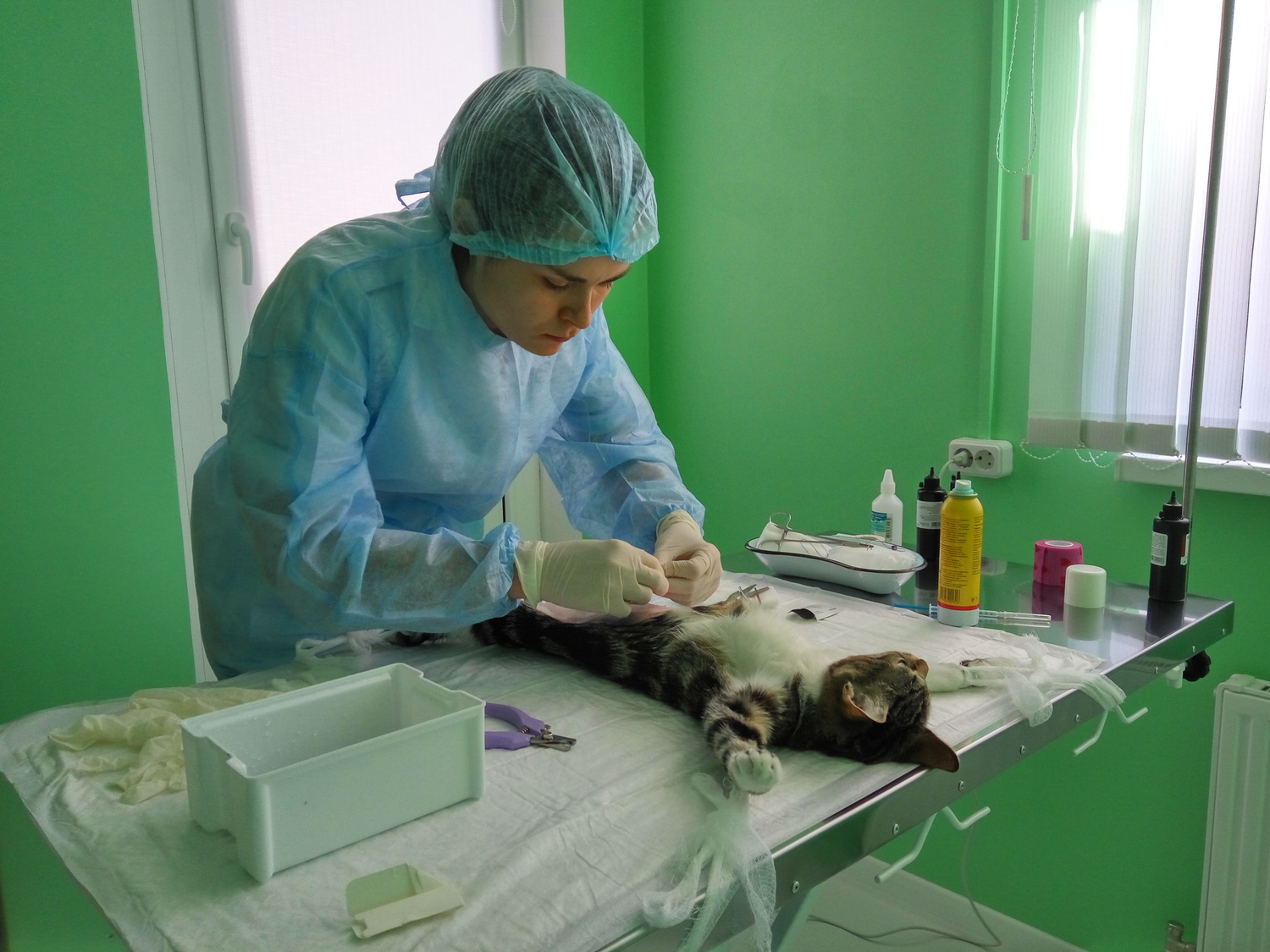 Фото работы хирурга ветеринарной клиники Лапа Помощи Краснодар
