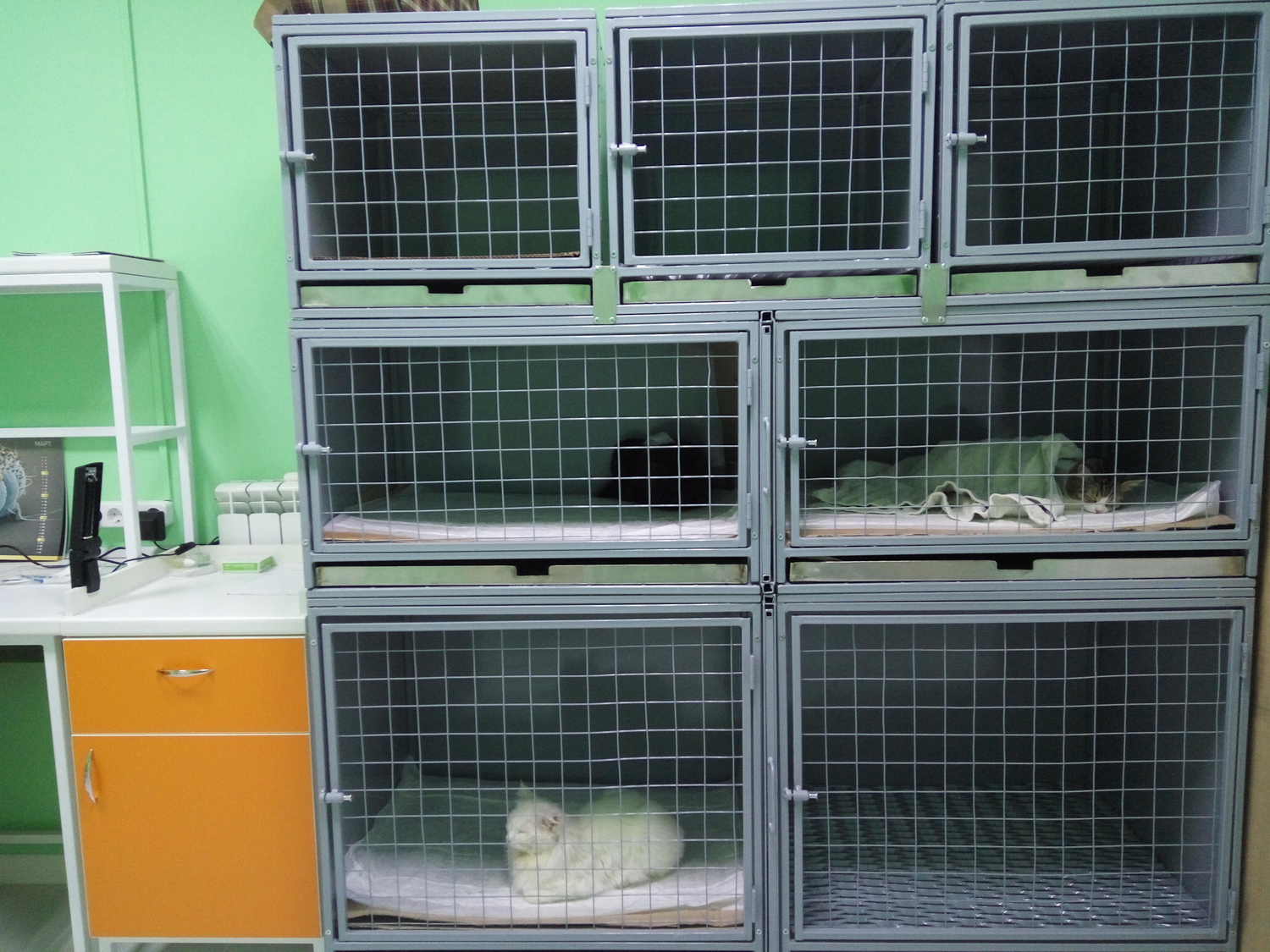 Фото расположения клеток стационара в ветеринарной клинике Лапа Помощи Краснодар