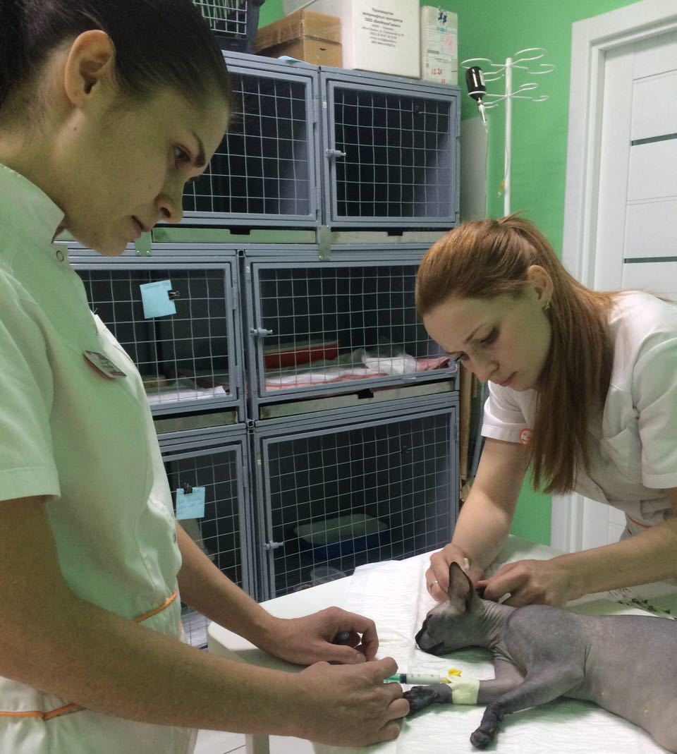 Работа специалистов ветклиники Лапа Помощи Краснодар Лечение кота в ветеринарной клинике Лапа Помощи Краснодар